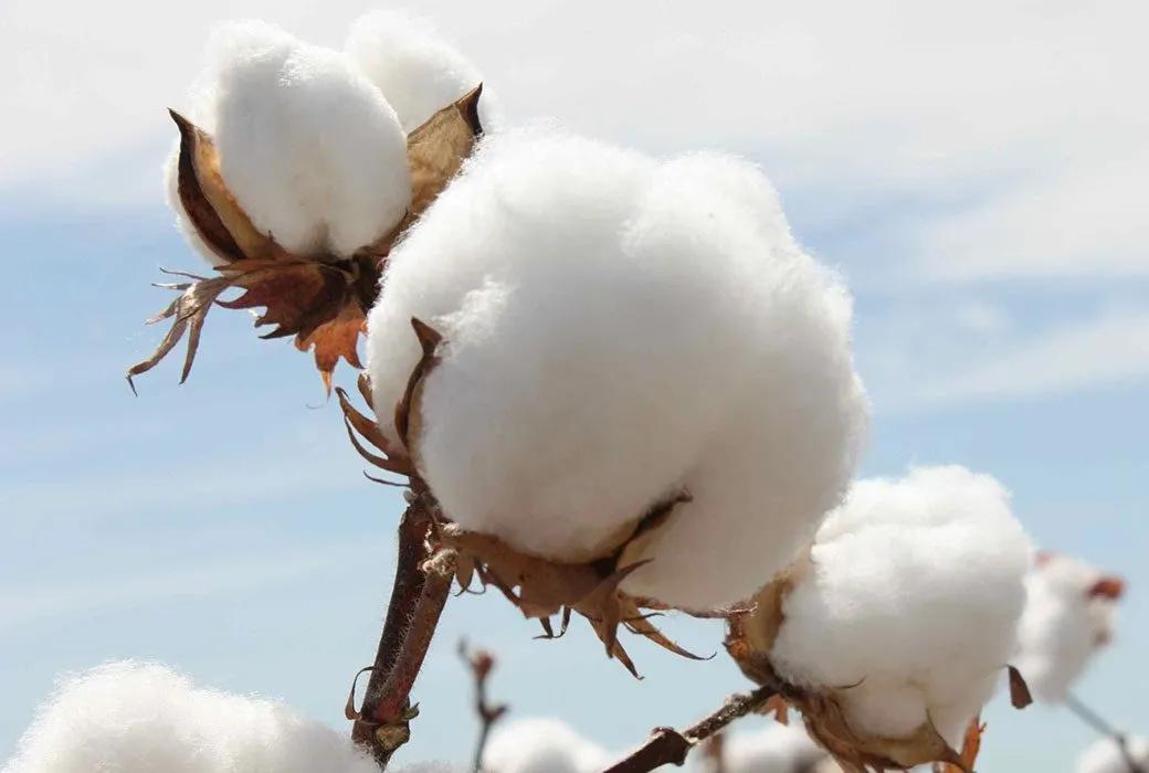 生态棉与棉花哪个好一些,棉花怎么分类新疆棉或细绒棉