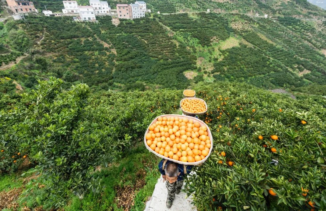 谢谢你为湖北拼单李佳琦,谢谢你为湖北拼单回看