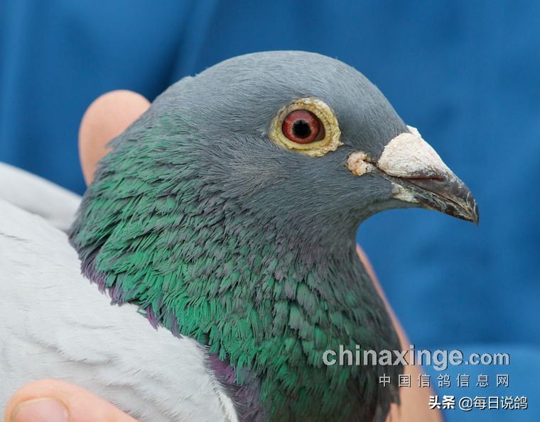 96年巴塞罗那比赛录像,2011年巴塞罗那五冠王