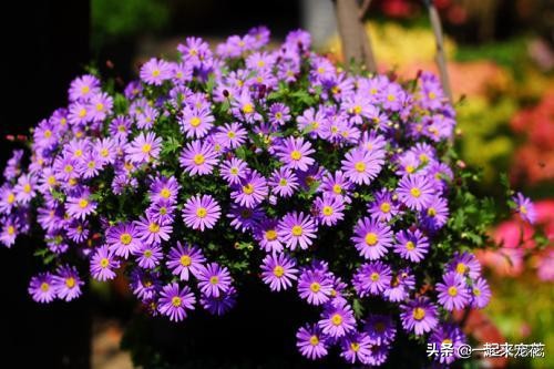 小菊花种子盆栽,怎么种菊花种子不用土