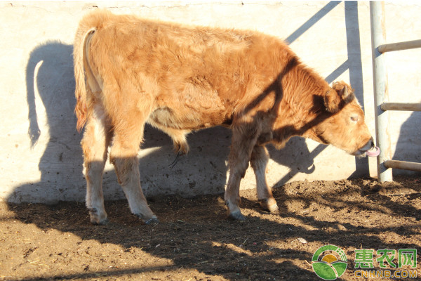 农村搞养殖需要什么手续和证件,现在农村搞养殖都需要办什么手续