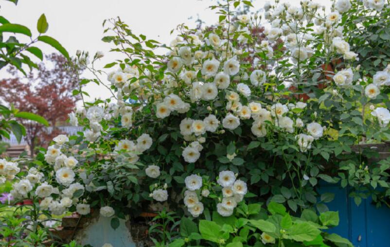 十大勤开花的月季,十大勤花月季品种排行