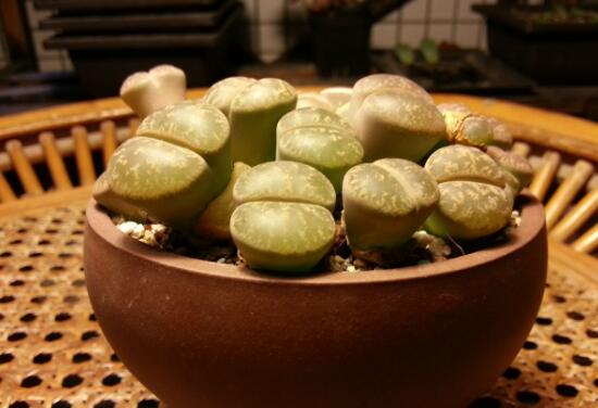 生石花怎么养，生石花的养殖方法和注意事项