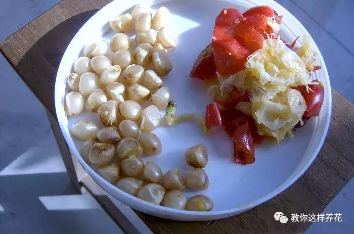 君子兰开花后变成三个头了咋养,君子兰怎样才能结子