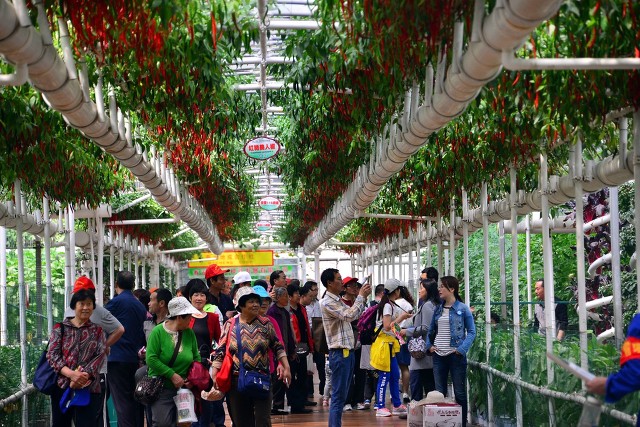 60亩桃园能挣多少钱,10亩桃园一年利润