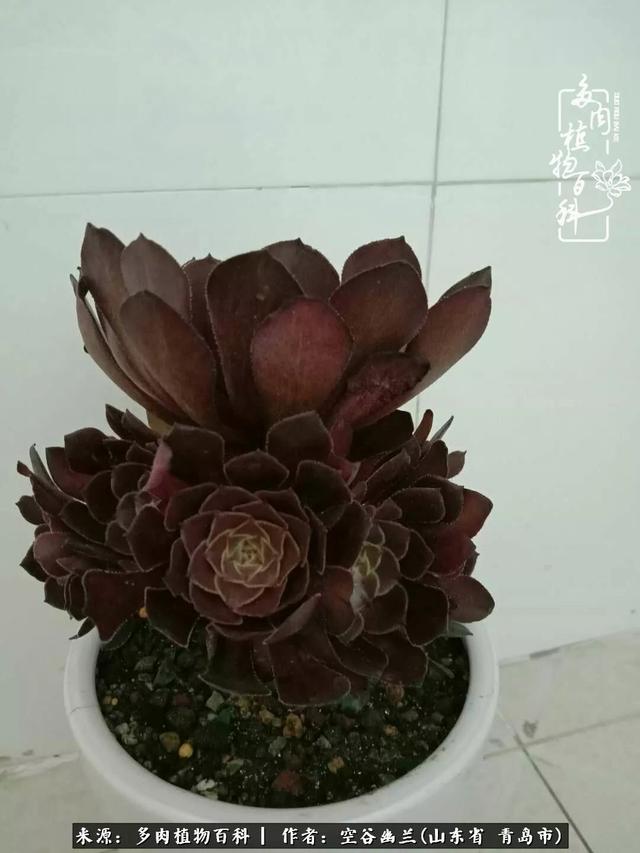 多肉最美的时光,多肉惊艳我的时光