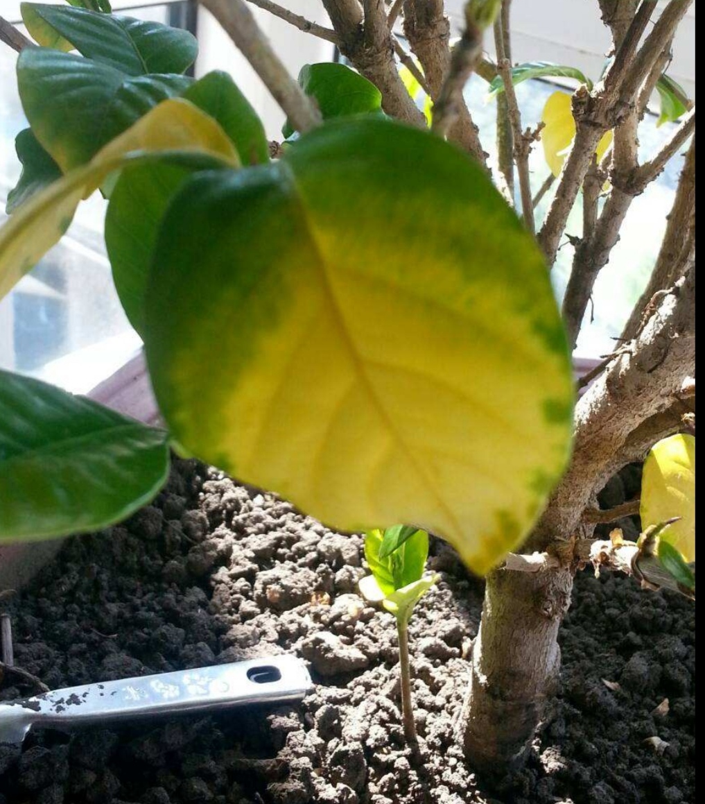 栀子花黄叶是什么原因用什么办法,栀子花黄叶有什么管用的方法解决
