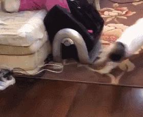 为啥猫猫拉完粑粑之后会疯跑,猫猫每次拉完屎就疯跑