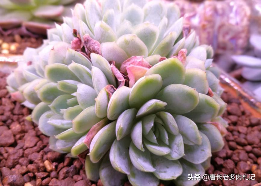 冰梅多肉皮实好养吗,冰梅多肉和迪奥多肉有什么区别