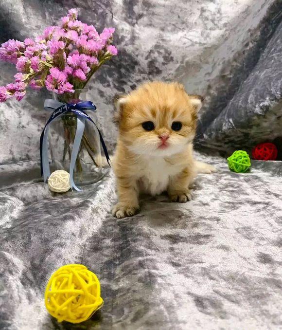 游广州长隆动物园作文400字四年级,小小动物园四年级优秀的作文400字