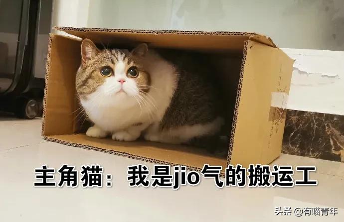 建国后有被猫抓伤得狂犬病的吗,不小心被猫抓伤了要打疫苗吗