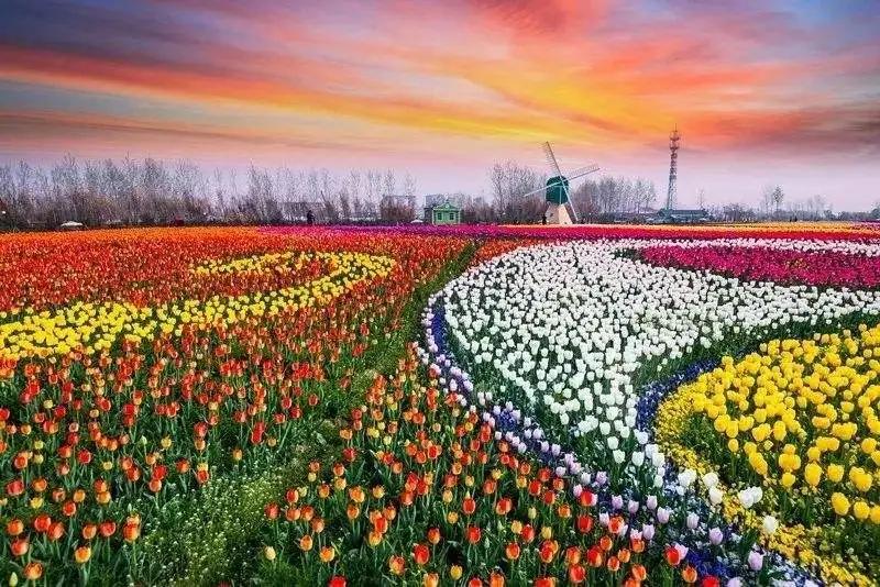 褰㈠鑽峰叞鑺辨捣,鎻忓啓鑽峰叞鑺辨捣鐨勮瘲