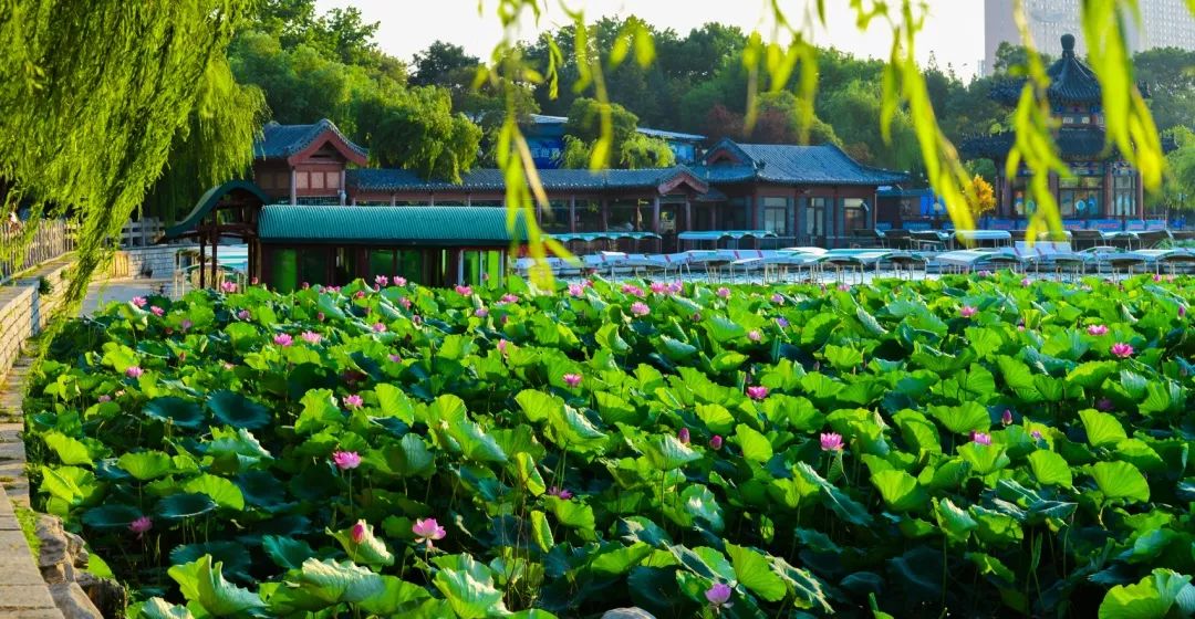 夏季最美荷花在哪里,山东最漂亮的荷花