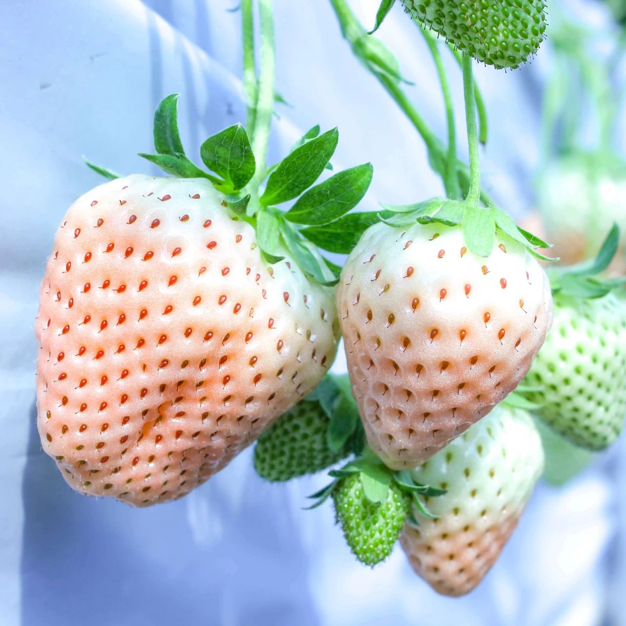 想要冬春时节有草莓吃，阳台种几盆，选好品种是成功的第一步