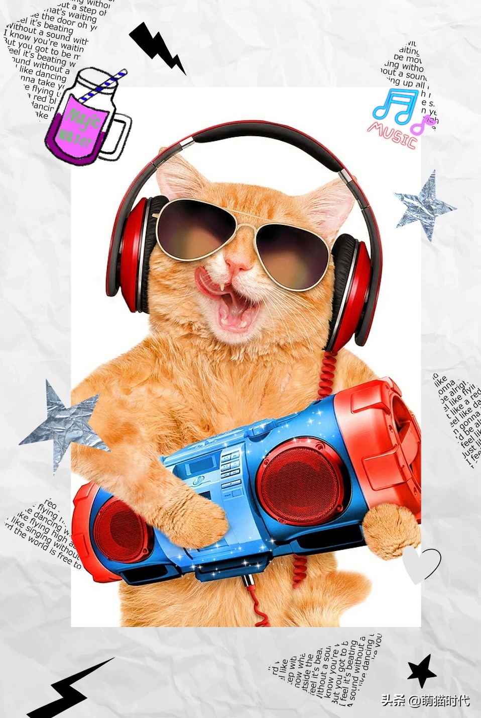 要回老家猫带不了怎么办,新猫回家和老猫相处的注意事项