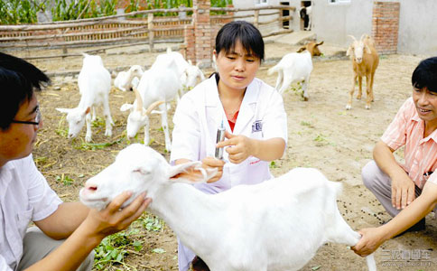 学动物医学可以从事哪些职业,学动物医学以后干什么工作