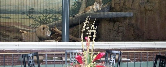 芝加哥周末去哪里旅游,芝加哥度假游攻略