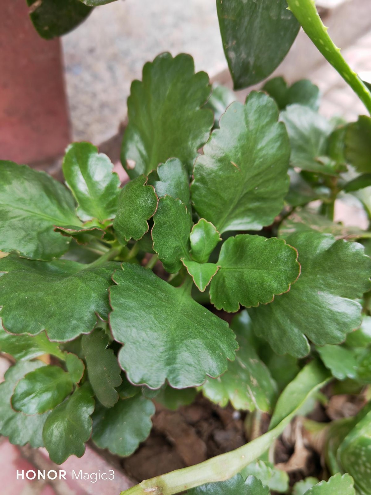 荣耀magic3曙光蓝手机壳,荣耀magic3曙光蓝测评