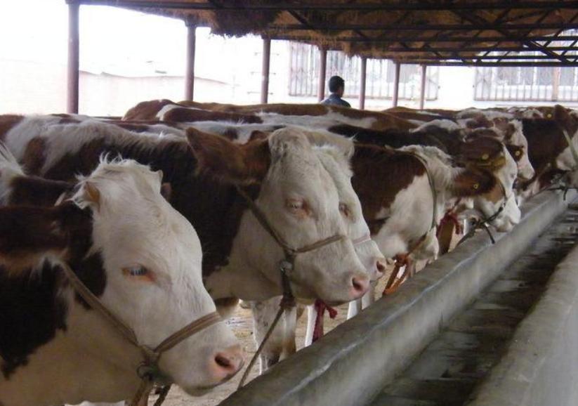 肉牛养殖场怎么样经营才能赚钱,养殖肉牛生意怎么做