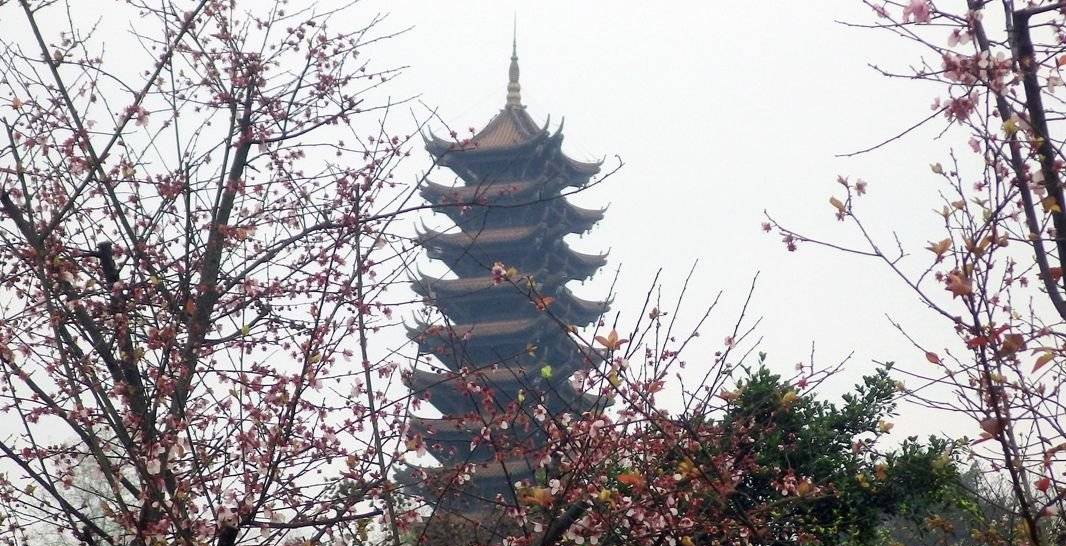 照母山环境,照母山山林