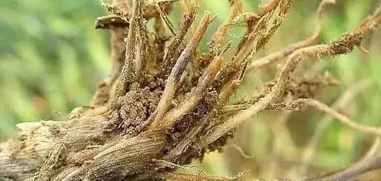 如何区分4类地下害虫的危害特点,田间害虫多该怎样消灭地下害虫