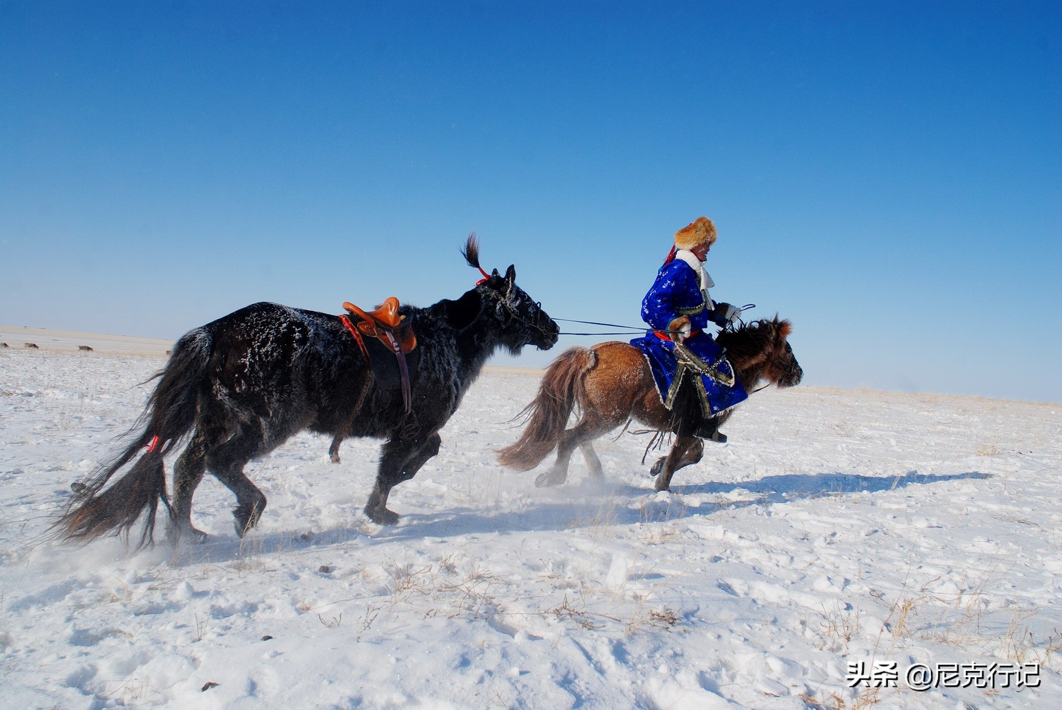 -30℃草原生活：羊群抱团取暖，马背全是冰，牧民坚守自然规律