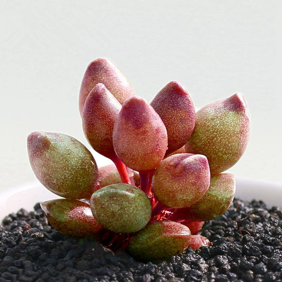 水泡系列多肉,水泡多肉系列品种