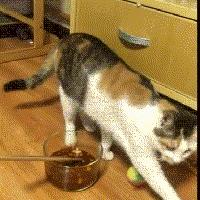 铲屎官想偷吃点零食也太难了吧,铲屎官日常被撒狗粮