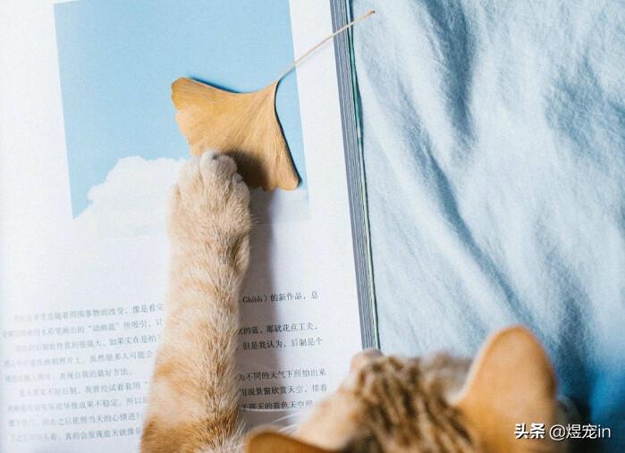 当猫咪调皮捣蛋时,该如何制止它们?