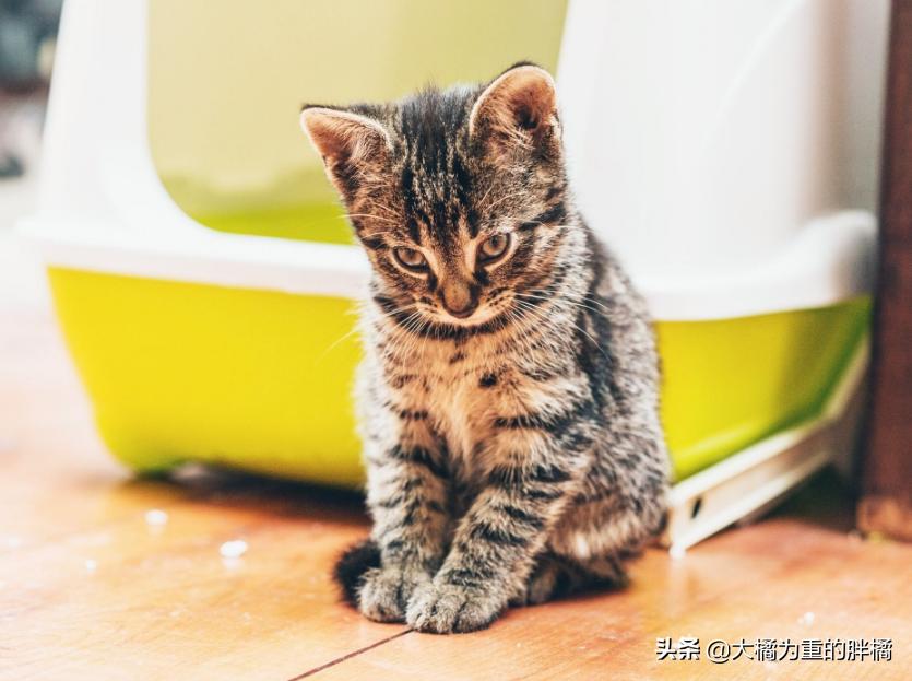 猫咪两天不拉屎正常吗幼猫,幼猫有什么上厕所的前兆