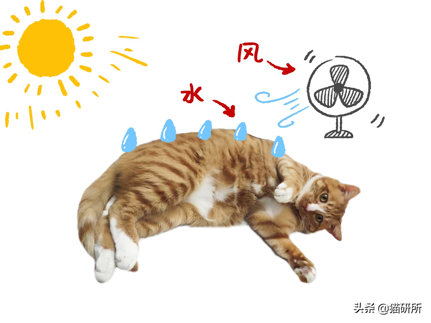 猫咪中暑急救,猫防中暑最好的方法