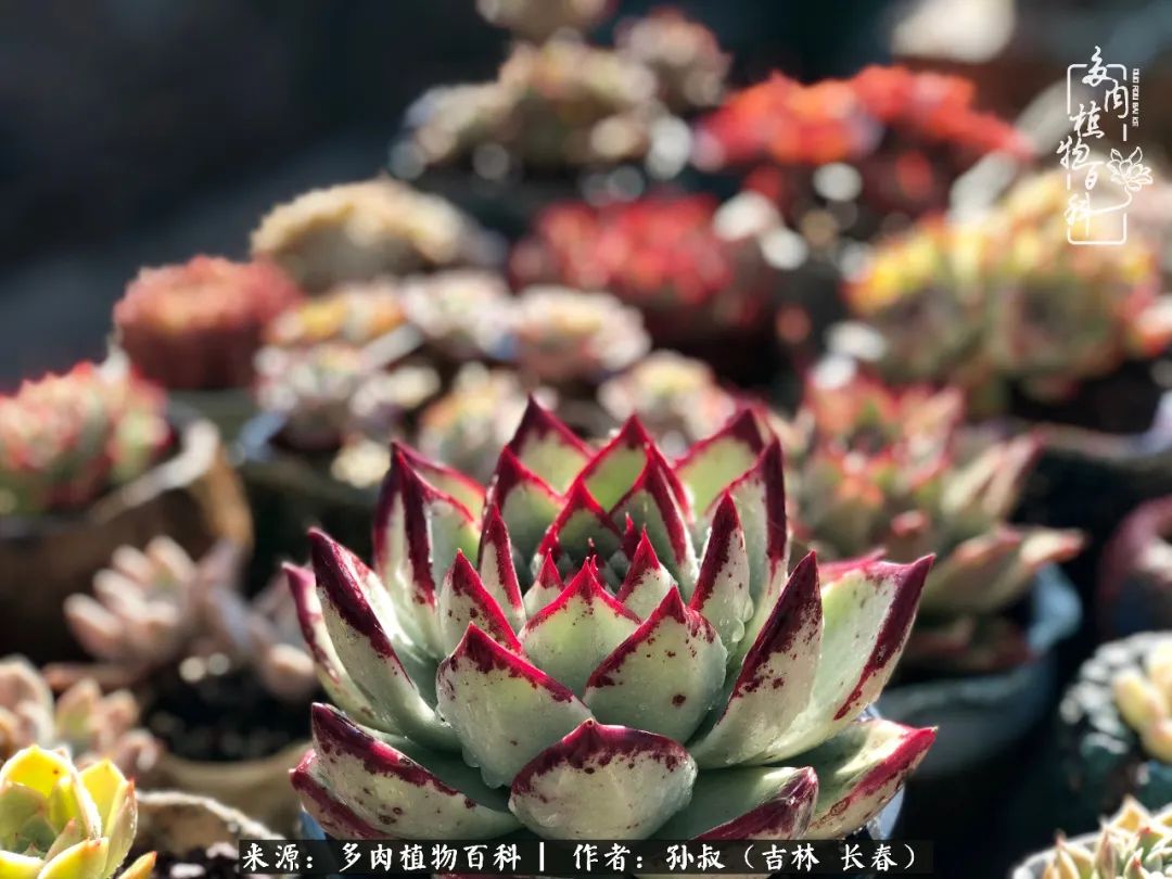 与多肉一起成长,与多肉相伴