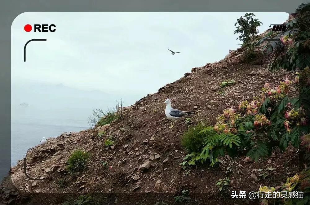 山东威海海驴岛攻略,山东海驴岛旅游攻略