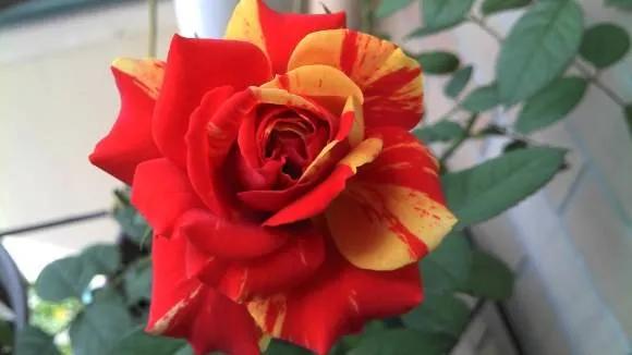 100种月季经典品种,100种经典月季品种