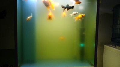 治理鱼缸绿水变清最简单的好办法,鱼缸加硝化细菌可以消除绿水吗