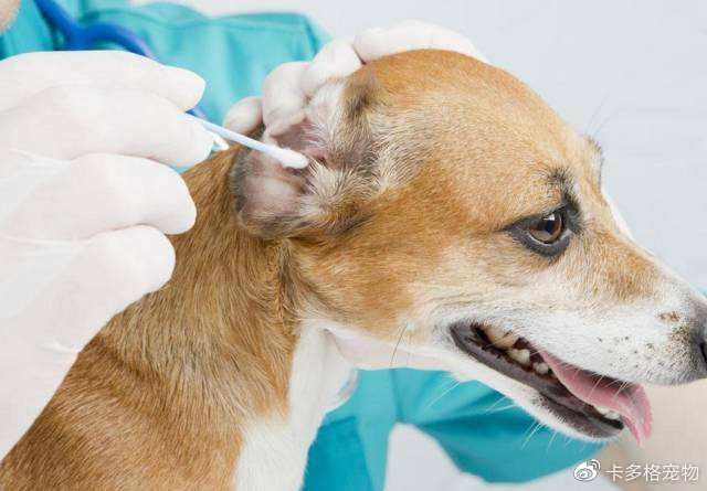 狗脱毛身上有异味,什么狗身上没异味不掉毛