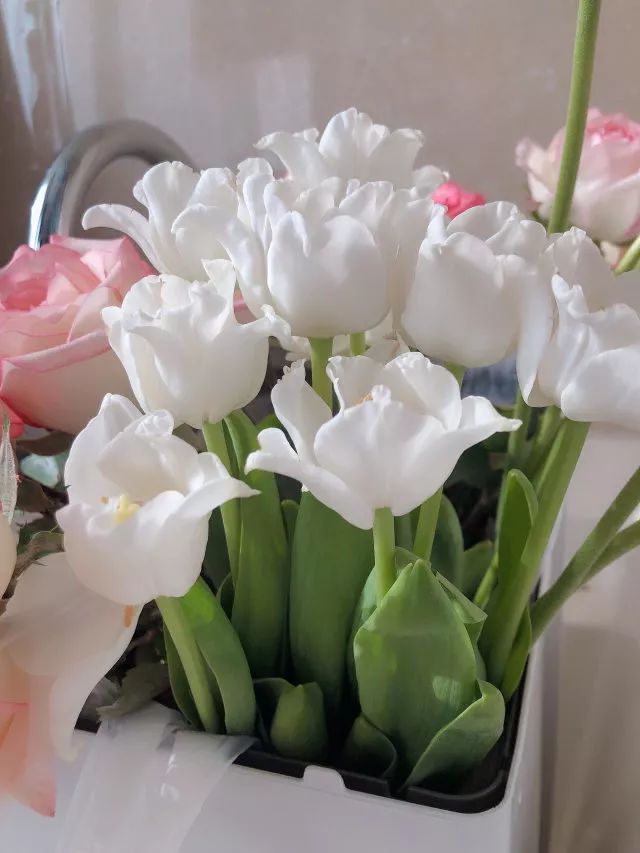 叫醒玫瑰花的办法