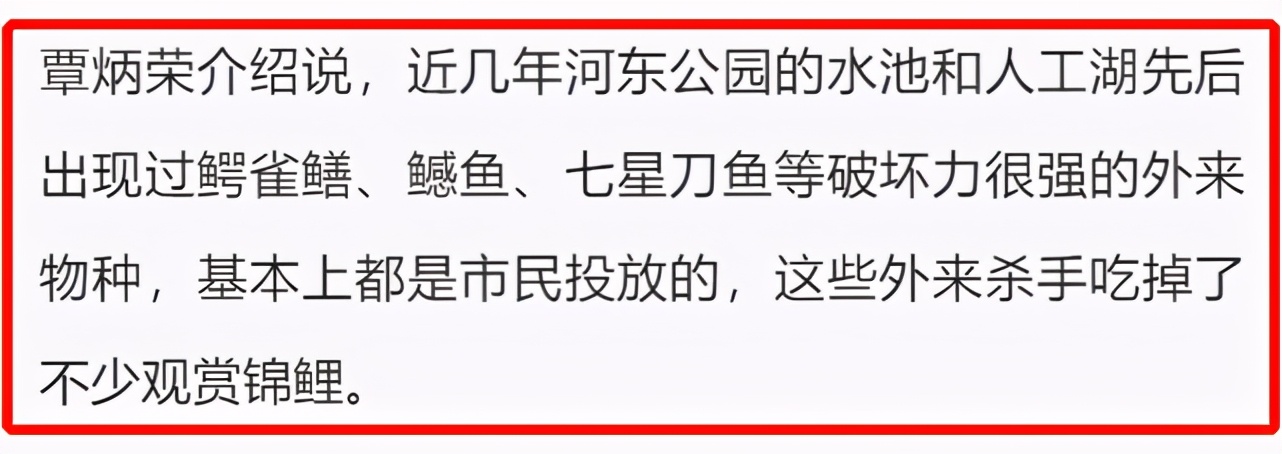 鱤鱼、鳄雀鳝、红尾鲶，广西一锦鲤池频现“吃鱼怪”，谁放的？