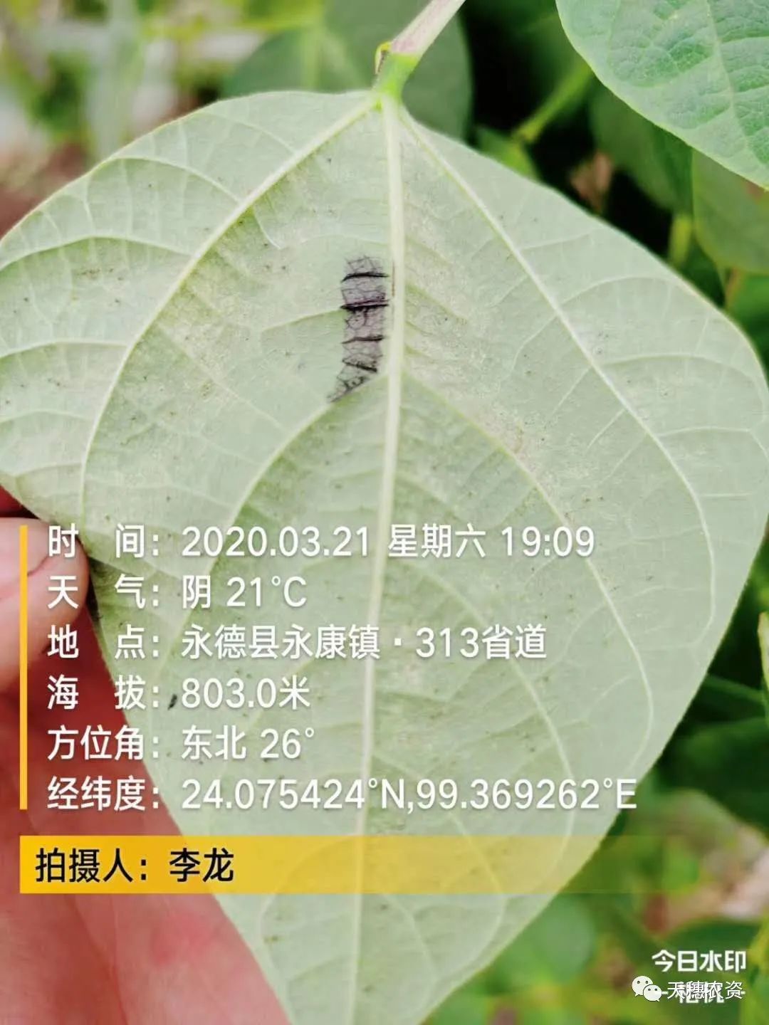 猎护杀虫剂打虫吗,猎护农药