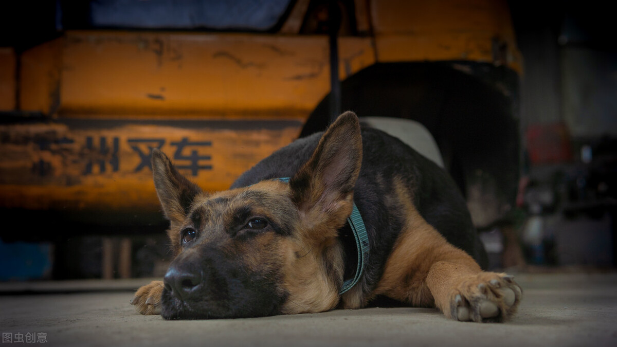 老虎偷小兔的故事,大灰狼偷小猫故事
