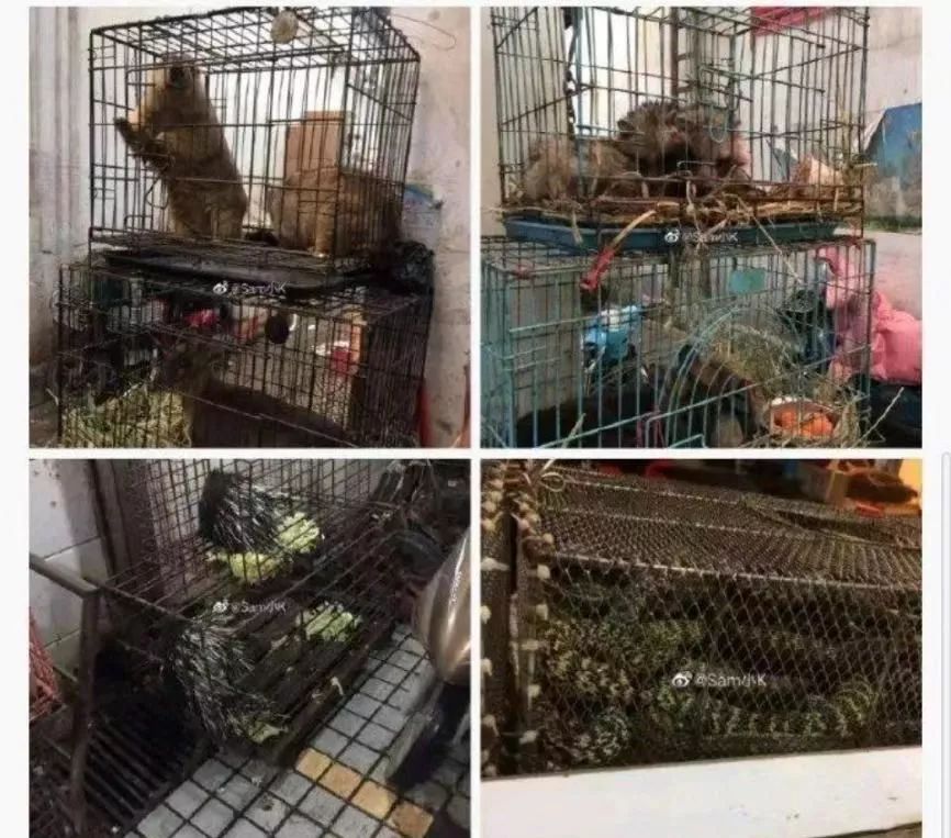 武汉肺炎，本可以不发生的。