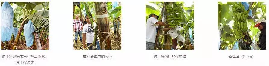 一根香蕉卖到天价,一根香蕉卖百万天价