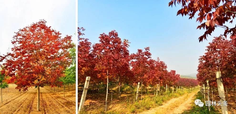 最新国槐树价走势,今日白蜡最新价格表