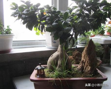 室内盆栽榕树的养殖方法,怎样养盆栽榕树最好