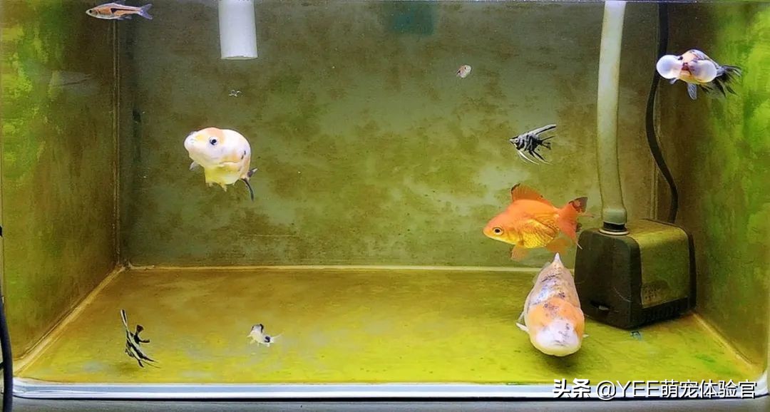 鱼缸爆褐藻怎么能变成绿藻,鱼缸爆绿藻对鱼有危害么