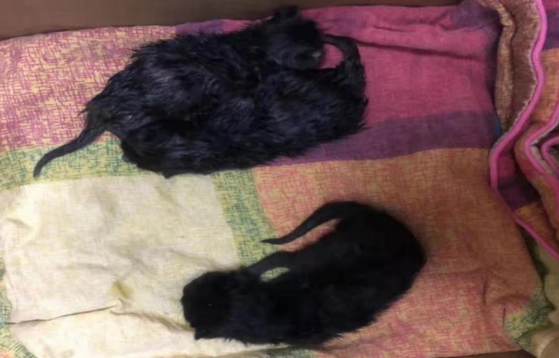 猫感染了新型冠状病毒有什么症状,猫感染新型冠状病毒会有哪些症状