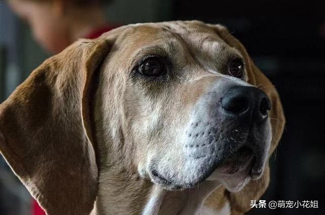 狗狗癫痫无法确诊,辟谣狗狗真的不能喝牛奶吗