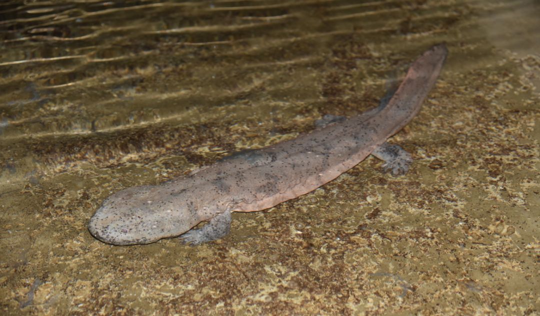 从保护动物到人工养殖，成为美食！鼎湖的绿水青山锻造千万商机