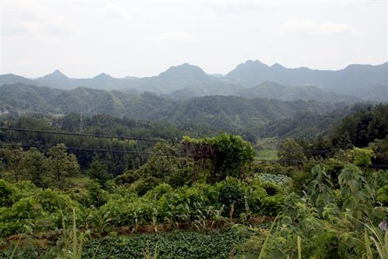 黄山的金凤凰,山沟里的金凤凰湖北