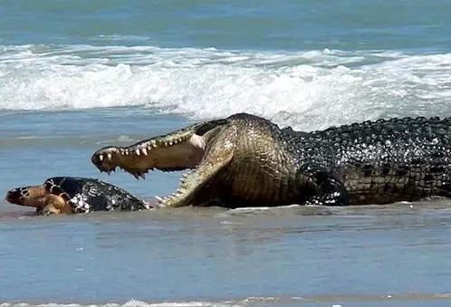 凶猛动物对决视频,凶猛野兽打斗场面